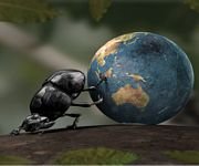 pic for Beetle World  960x800